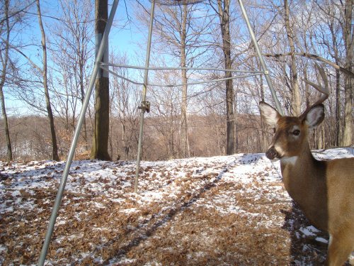 Half rack buck