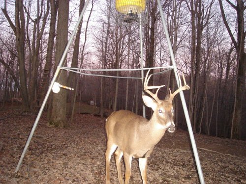 Nine point buck