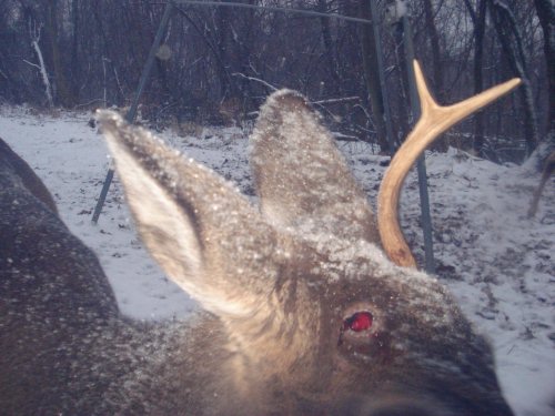 Buck with a shed antler