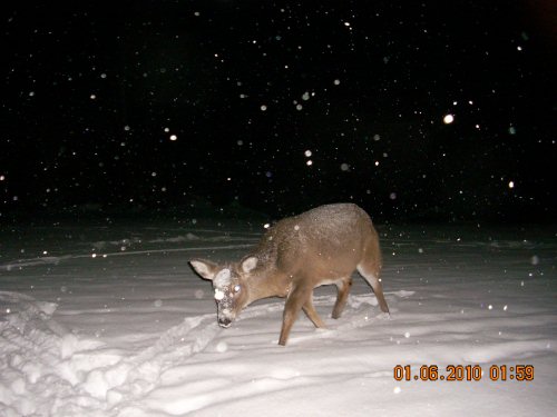 Deer in the snow