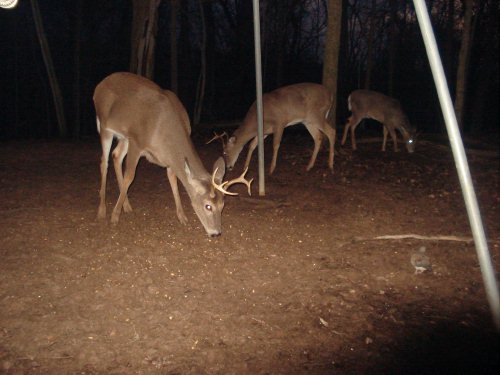 Close Racked eight point buck