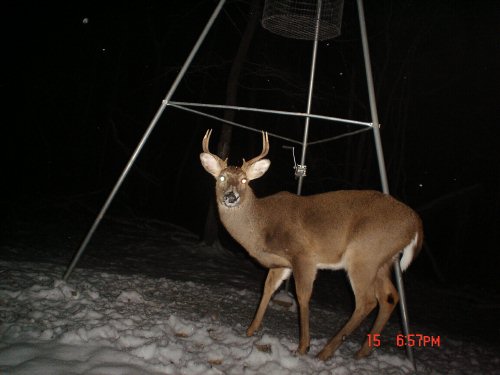 Eight point buck