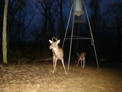 Four point buck