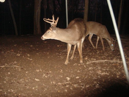 Nine point buck