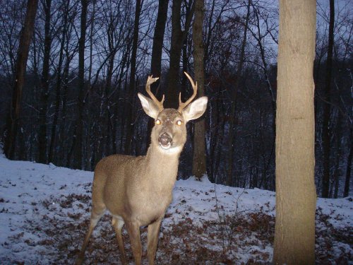 Non-Typical eight point buck