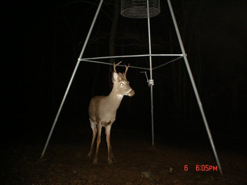 Six point buck