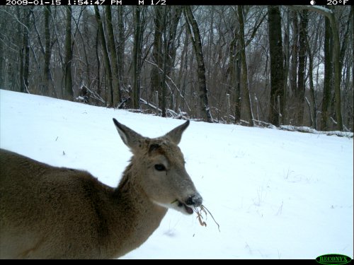 Eating Deer