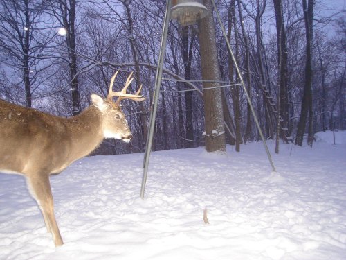 Nine Point Buck