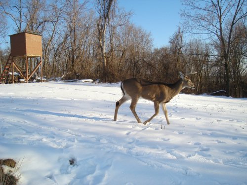 Nine point whitetail