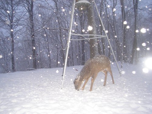 Snowstorm Deer