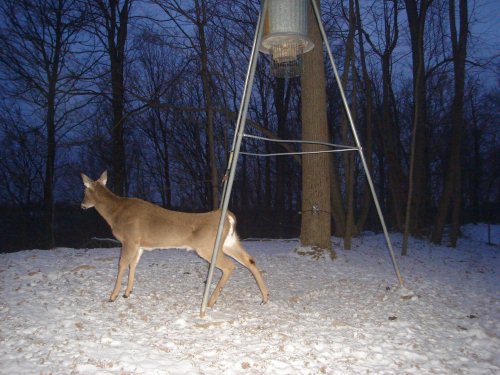 Stretching Deer