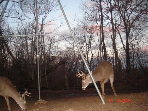 Close Rack eight point buck