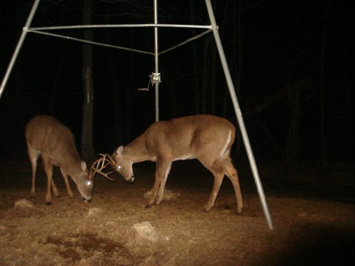 January Buck Fight