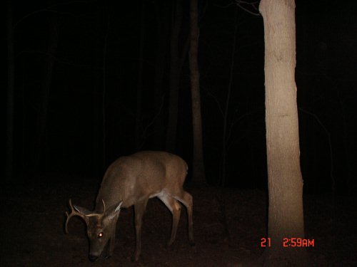 Non-Typical Buck