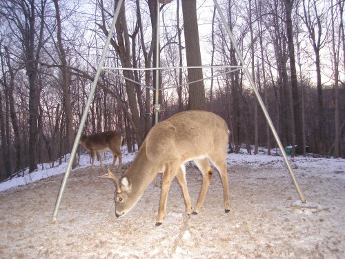 Six point buck