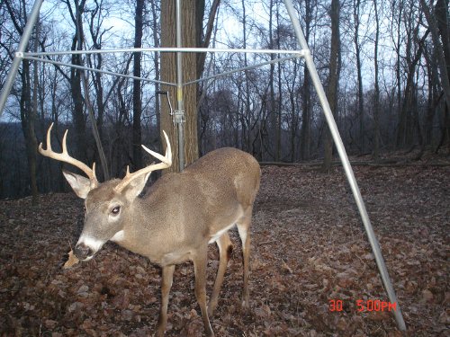 Eight point whitetail buck