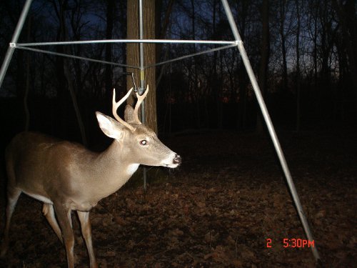 Four point buck