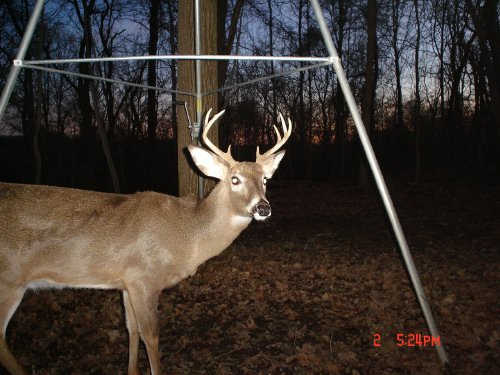 Nine Point Whitetail Buck