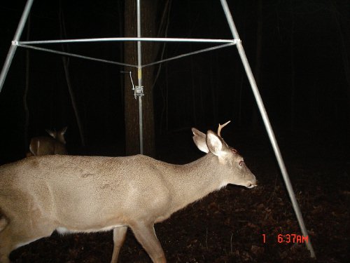 Shed antler buck