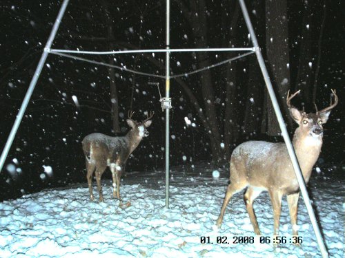 Two whitetail bucks in the snow