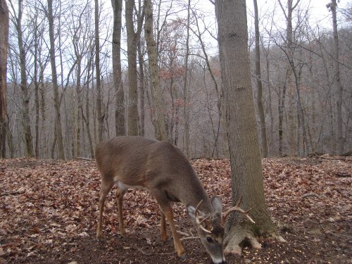 Eight point buck