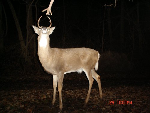 Licking Branch Buck