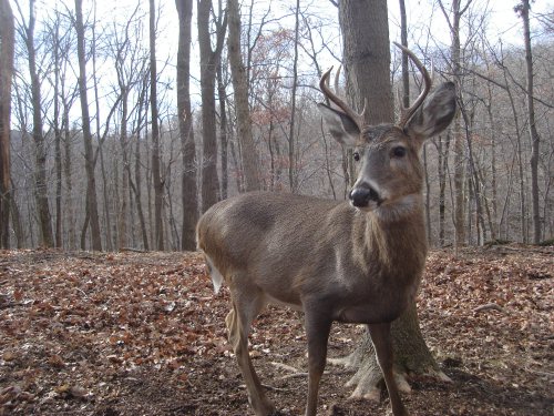 Non-typical eight point buck