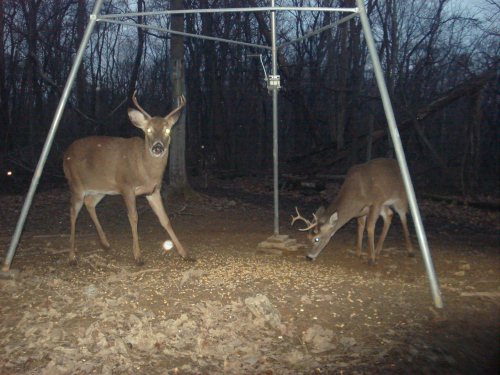 Two whitetail bucks