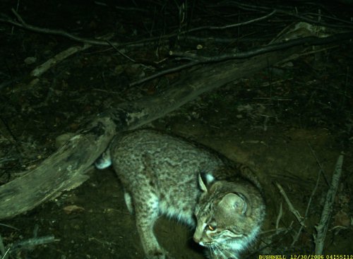 January bobcat sighting