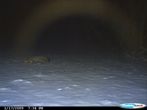 January fox picture