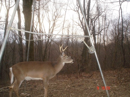 Five point buck