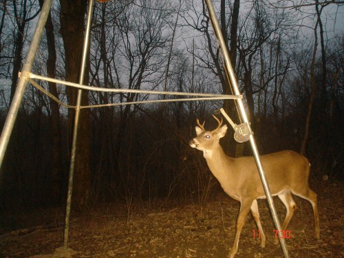 Four point buck