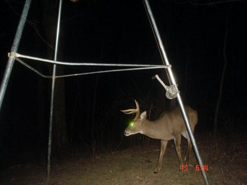 Seven point buck