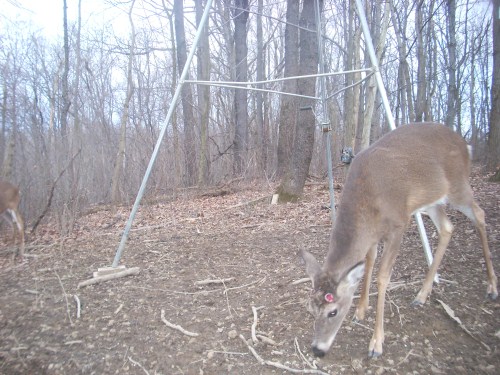 Buck with shed antlers