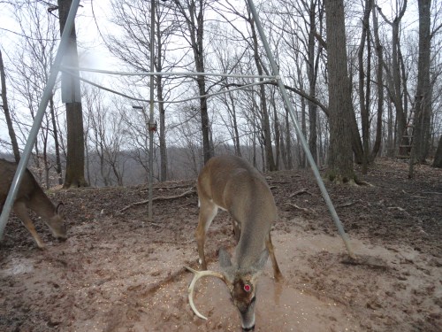 Seven point buck with one shed antler