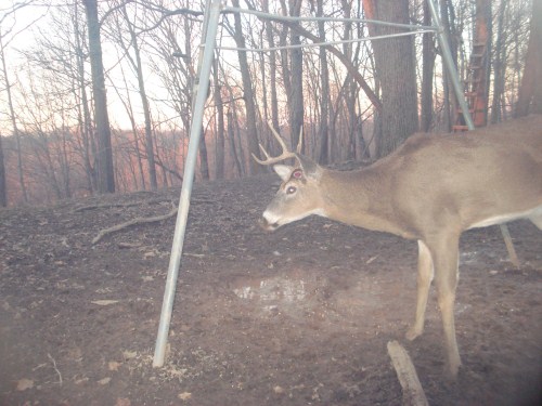 Ten point with one antler shed