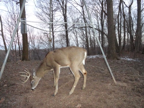 Ten point buck