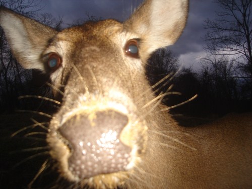 Deer close up photograph