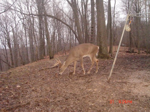 Seven point buck