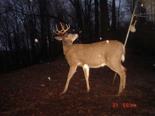 Ten point buck