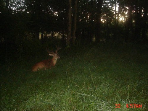 Nine point buck