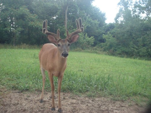 Nine point buck in velvet