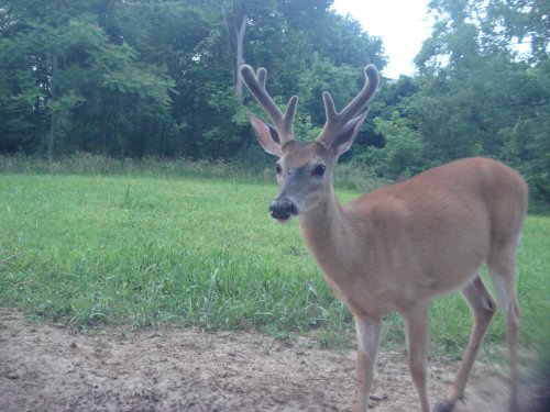 Six point whitetail buck