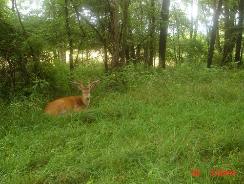 Split Tine Buck