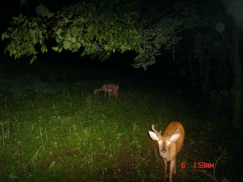 6 point buck