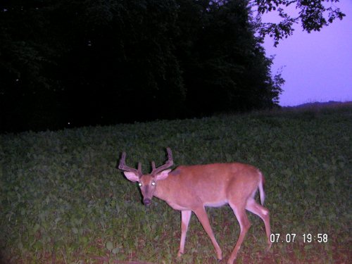 8 point buck