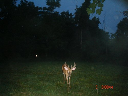 8 point buck in velvet