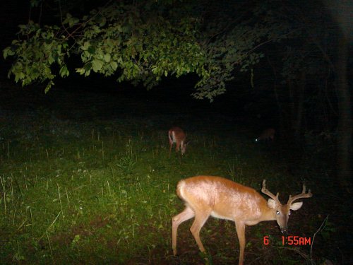 8 point whitetail buck