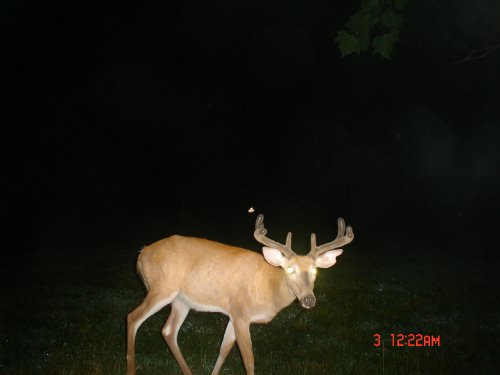 Picture of eight point buck taken with a WhitetailCam