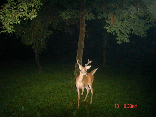 8 point West Virginia buck